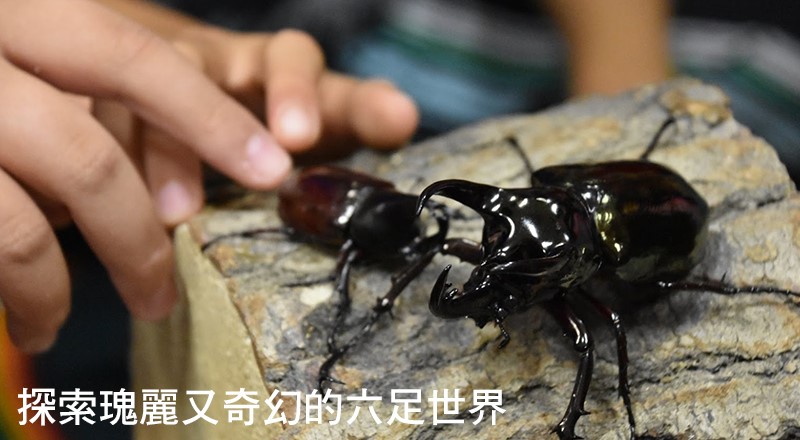 昆蟲小達人 台灣生態教育推廣協會 Eye上大自然